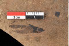 Foto (Detailansicht) von Pinus palaeostrobus Ettingshausen (NHMW-GEO-2024-0188-0203)